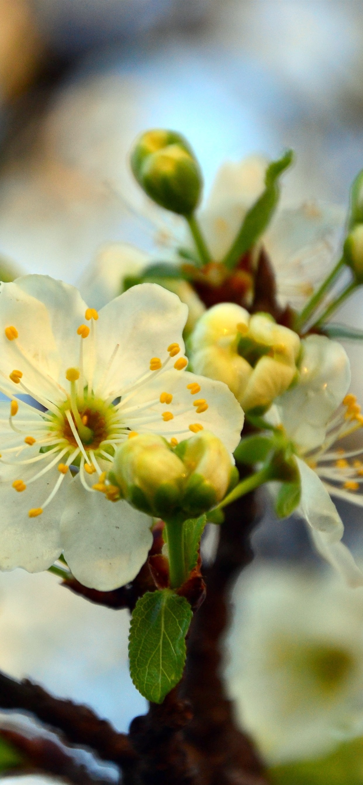 苹果版樱花樱花动漫苹果版