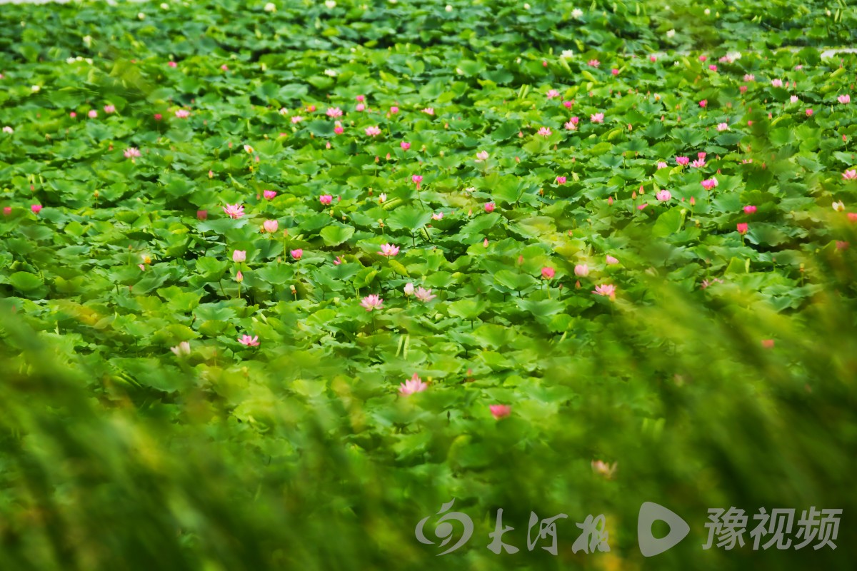 周口大河客户端大河集团有限公司-第2张图片-太平洋在线下载