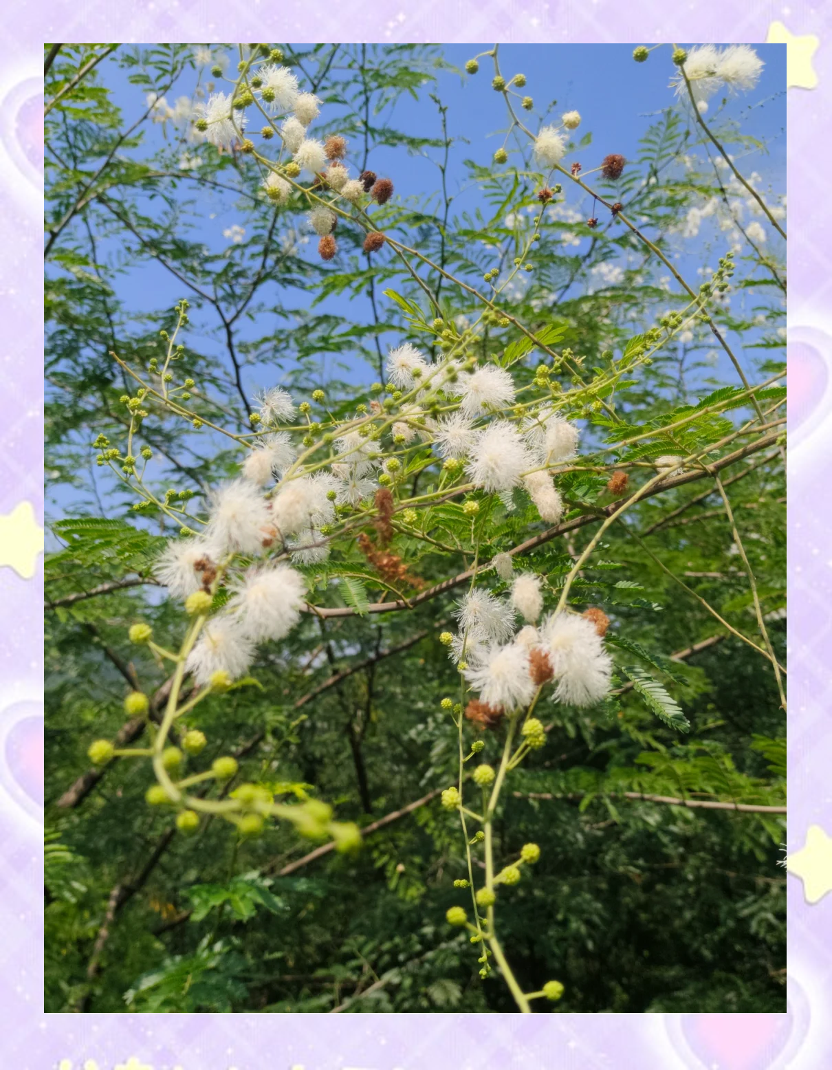 含羞草手机版下载苹果版(含羞草app苹果手机怎么下载)-第4张图片-有道翻译官网