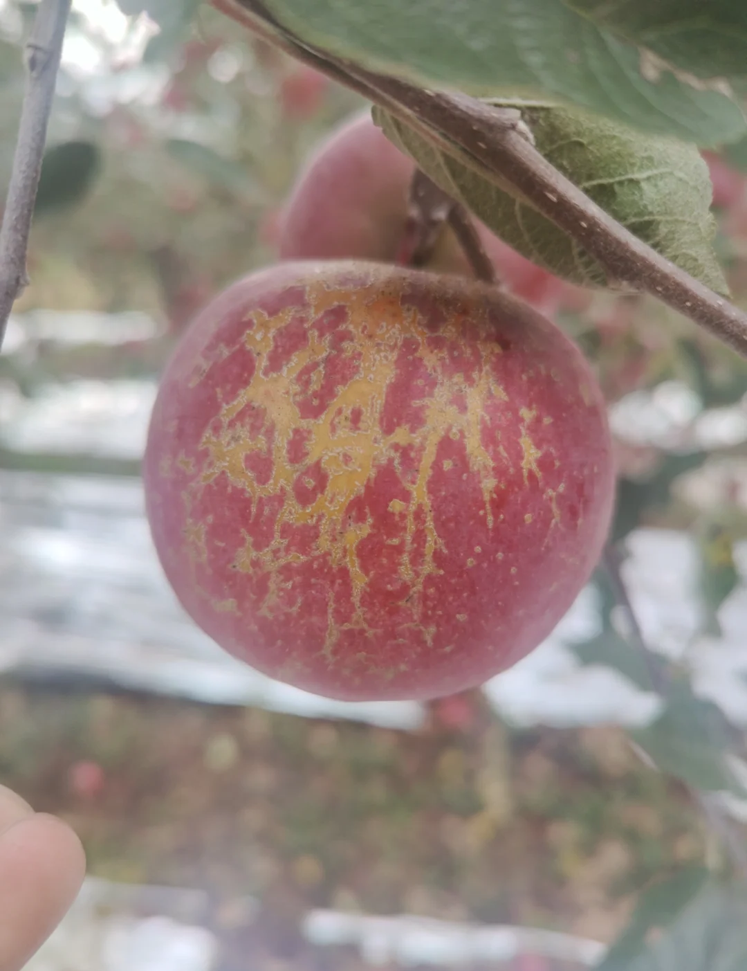 感觉苹果还是基础版有苹果的味道的简单介绍-第4张图片-有道翻译官网 感觉苹果还是基础版有苹果的味道的简单介绍-第4张图片-有道翻译官网