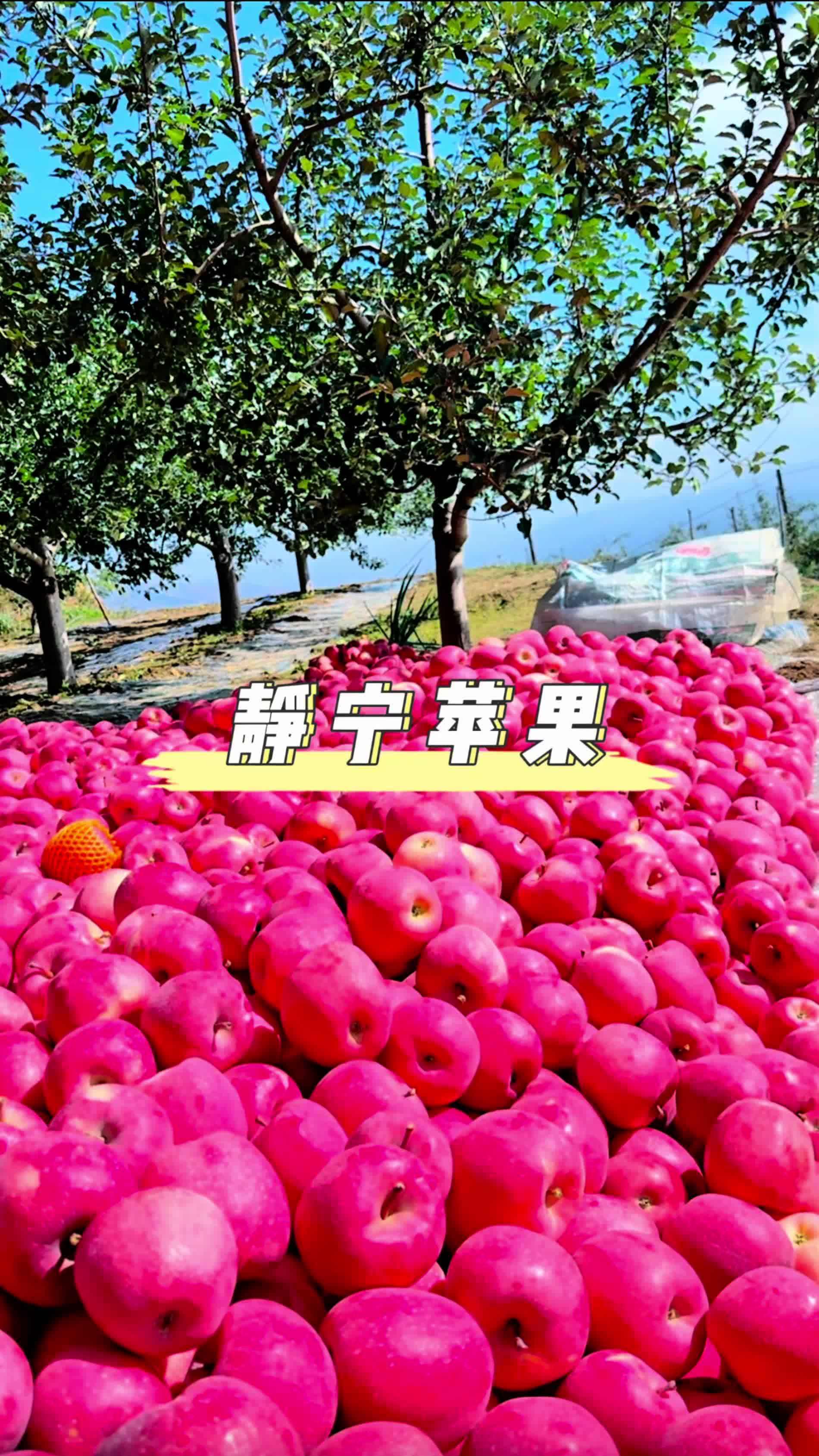 感觉苹果还是基础版有苹果的味道的简单介绍-第7张图片-有道翻译官网 感觉苹果还是基础版有苹果的味道的简单介绍-第7张图片-有道翻译官网