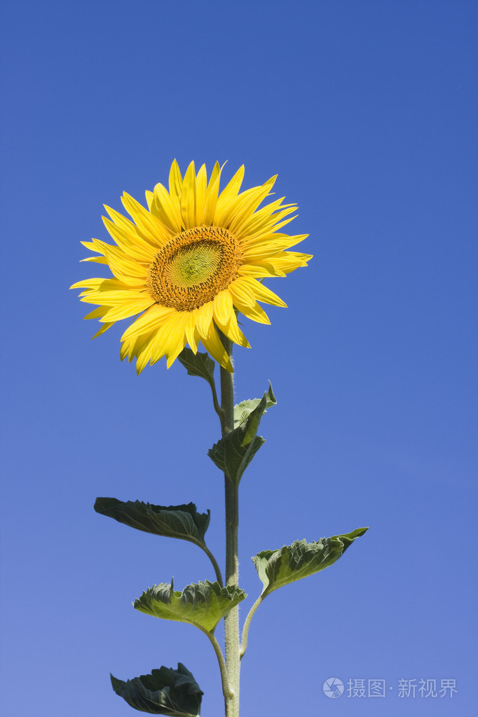 向日葵色版app苹果版(向日葵色版app下载官网ios)-第3张图片-有道翻译官网